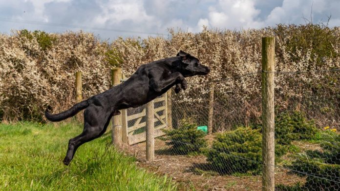 Underdog-bails-on-Missouri-sports-betting-before-market-launch A dog escaping by jumping over a fence