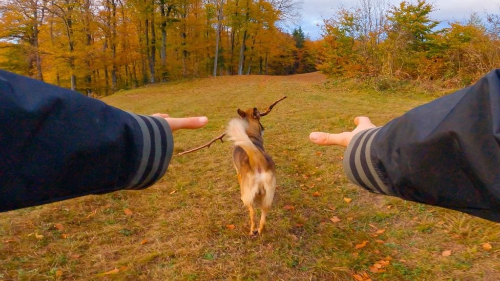 A dog with a stick running away from its owner