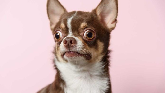 Surprised chihuahua