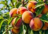 Georgia peaches as a Senate committee wants to legalize sports betting in the state.