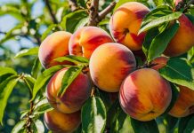 Georgia committee recommends the legalization of sports betting Georgia peaches as a Senate committee wants to legalize sports betting in the state.