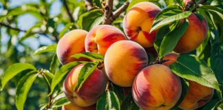 Georgia peaches as a Senate committee wants to legalize sports betting in the state.