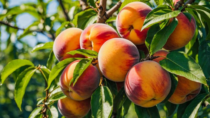 Georgia peaches as a Senate committee wants to legalize sports betting in the state.