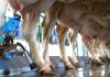 States continue to milk online sports betting for more tax money A man milks the first in a line of cows