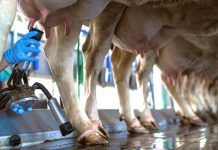 States continue to milk online sports betting for more tax money A man milks the first in a line of cows