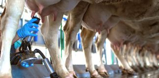 A man milks the first in a line of cows
