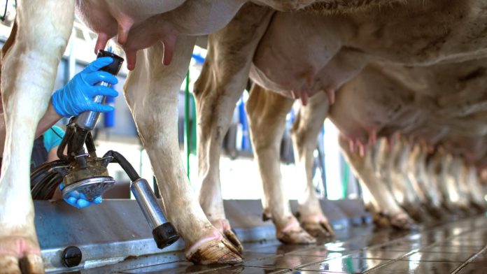States-continue-to-mine-online-sports-betting-for-more-tax-money A man milks the first in a line of cows