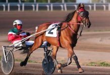 A horse pulls a harness racer around a track