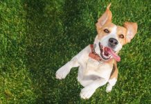 A happy playful dog jumping up at its owner