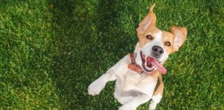 NFA grants Underdog FCM status for event contracts A happy playful dog jumping up at its owner