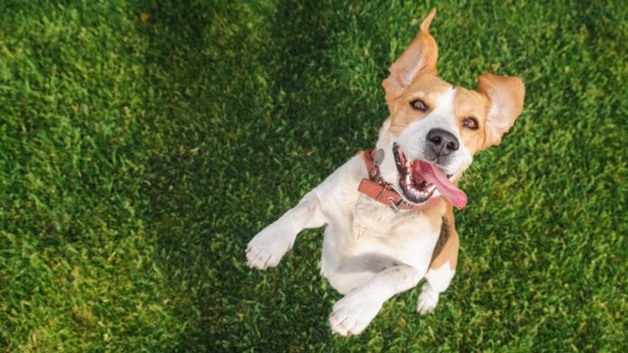 NFA-says-Underdog-can-go-play-as-licensed-prediction-markets-FCM A happy playful dog jumping up at its owner