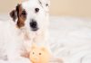 A dog sat with a small piggy bank as if guarding it