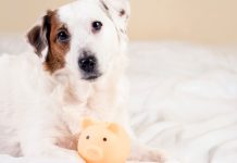 A dog sat with a small piggy bank as if guarding it
