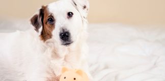 Underdog’s GuardDog invests in Regen automated savings platform A dog sat with a small piggy bank as if guarding it