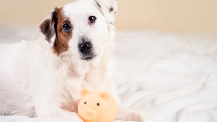 Underdog's-Guarddog-invests-in-Regen-automated-savings-platform A dog sat with a small piggy bank as if guarding it