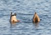 DFS site Dabble dips into Arizona and Colorado Two ducks dipping their heads into water