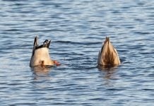 DFS site Dabble dips into Arizona and Colorado Two ducks dipping their heads into water