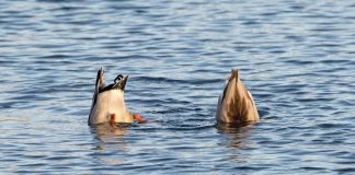 DFS site Dabble dips into Arizona and Colorado Two ducks dipping their heads into water