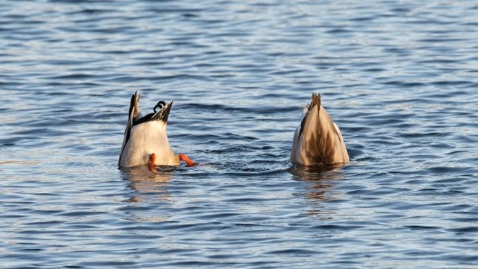 Two ducks dipping their heads into water
