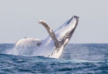 EveryMatrix deepens reach in US with betOcean partnership in NJ The ocean as EveryMatrix secures a partnership with betOcean.