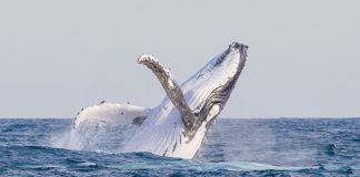The ocean as EveryMatrix secures a partnership with betOcean.