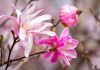 Mississippi House passes online sports betting bill for third year running Mississippi magnolias as the state's House advances an online sports wagering bill.
