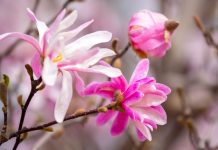 Mississippi magnolias as the state's House advances an online sports wagering bill.
