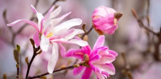 Mississippi magnolias as the state's House advances an online sports wagering bill.
