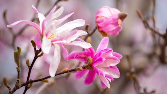 Mississippi-Magnolia-Online-Sports-Betting-Bill-House-Passes Mississippi magnolias as the state's House advances an online sports wagering bill.