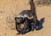 Wisconsin tribal online sports betting bill heads to Senate A honey badger as Wisconsin considers an online sports betting bill.