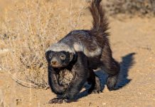 Wisconsin tribal online sports betting bill heads to Senate A honey badger as Wisconsin considers an online sports betting bill.