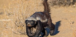 A honey badger as Wisconsin considers an online sports betting bill.