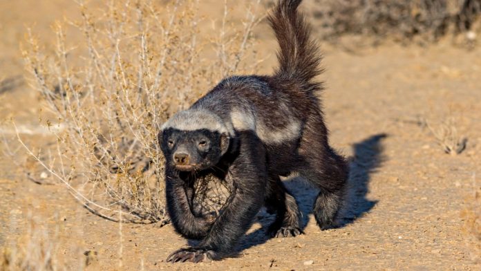 Wisconsin-Online-Sports-Betting-Bill-Assembly A honey badger as Wisconsin considers an online sports betting bill.