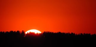 The sun setting behind trees
