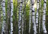 Silver birch trees in the sunlight