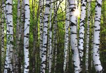 Silver birch trees in the sunlight
