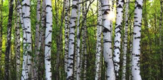 Silver birch trees in the sunlight