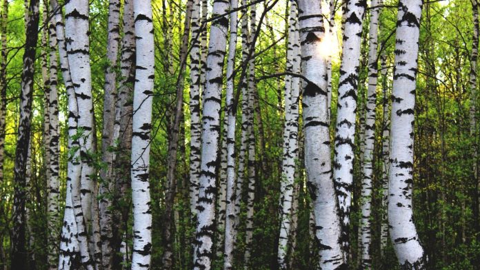 Silver birch trees in the sunlight
