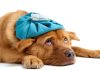 Report: Underdog to reduce workforce by 20% amid strategy shift A dog under the weather as Underdog cuts 125 jobs.