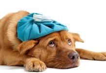 A dog under the weather as Underdog cuts 125 jobs.