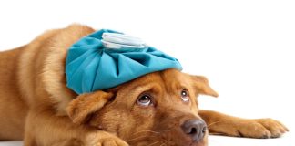 A dog under the weather as Underdog cuts 125 jobs.