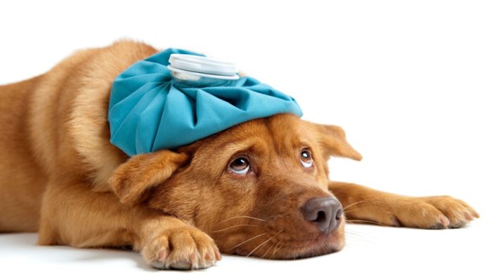 Underdog-Dog-Sick-Layoffs A dog under the weather as Underdog cuts 125 jobs.