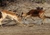 Polymarket says it had to sue New Mexico because state sued Kalshi Two impalas locking horns and fighting
