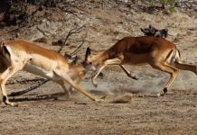Polymarket says it had to sue New Mexico because state sued Kalshi Two impalas locking horns and fighting