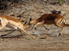Polymarket says it had to sue New Mexico because state sued Kalshi Two impalas locking horns and fighting