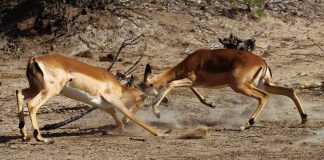 Polymarket says it had to sue New Mexico because state sued Kalshi Two impalas locking horns and fighting