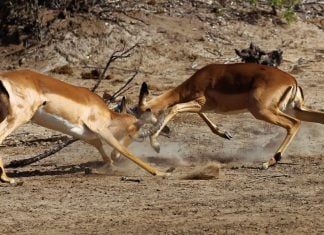 Polymarket says it had to sue New Mexico because state sued Kalshi Two impalas locking horns and fighting