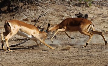 Two impalas locking horns and fighting