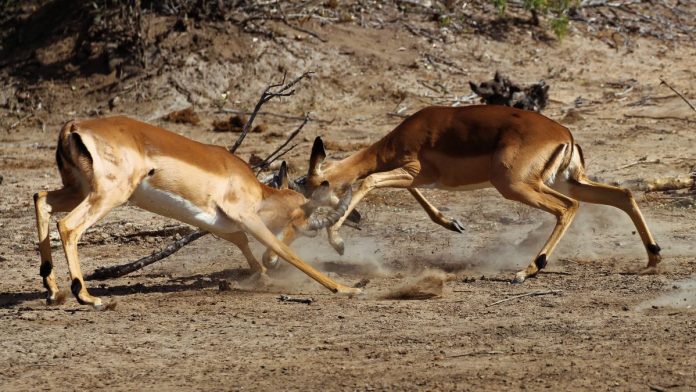 Two impalas locking horns and fighting
