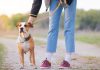 Underdog unleashes in-house prediction market exchange with sports focus A person unclipping a leash from their dog